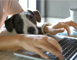 Arbeit am Laptop mit Hund