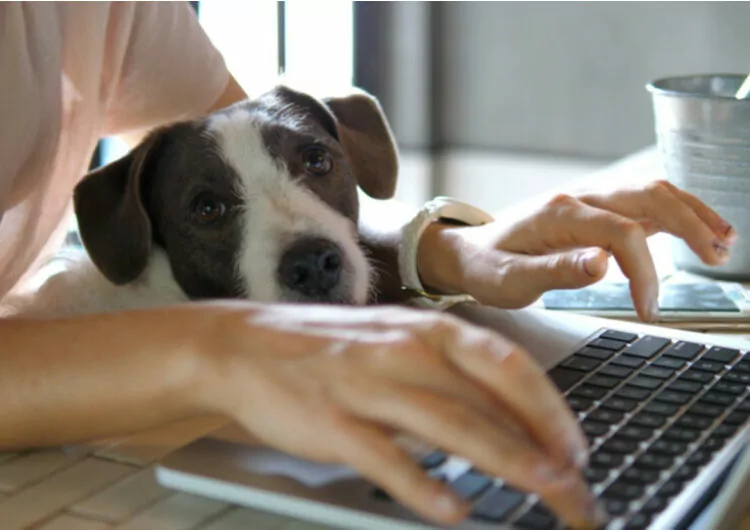 Arbeit am Laptop mit Hund