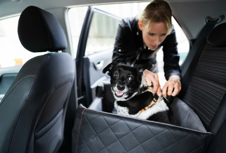 Ein Hund, der in einer Transportbox reist