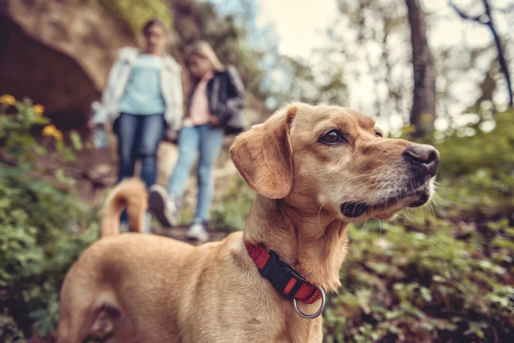 Hund mit zwei Wanderinnen