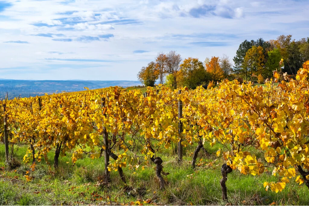 Weingebiet im Rheingau im Herbst