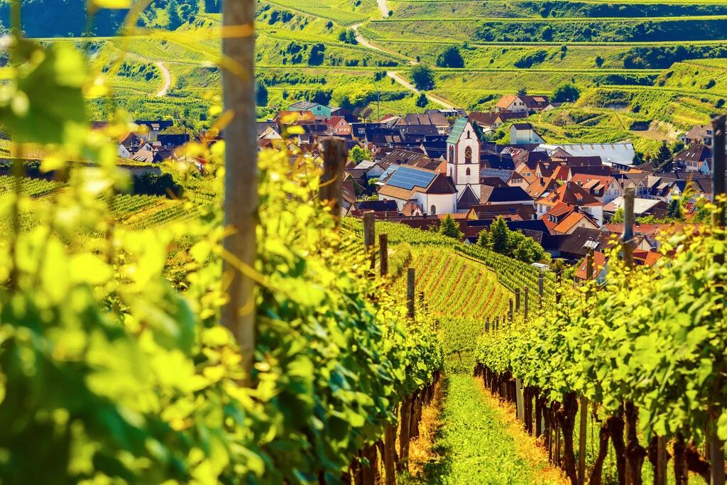 Panorama am Kaiserstuhl