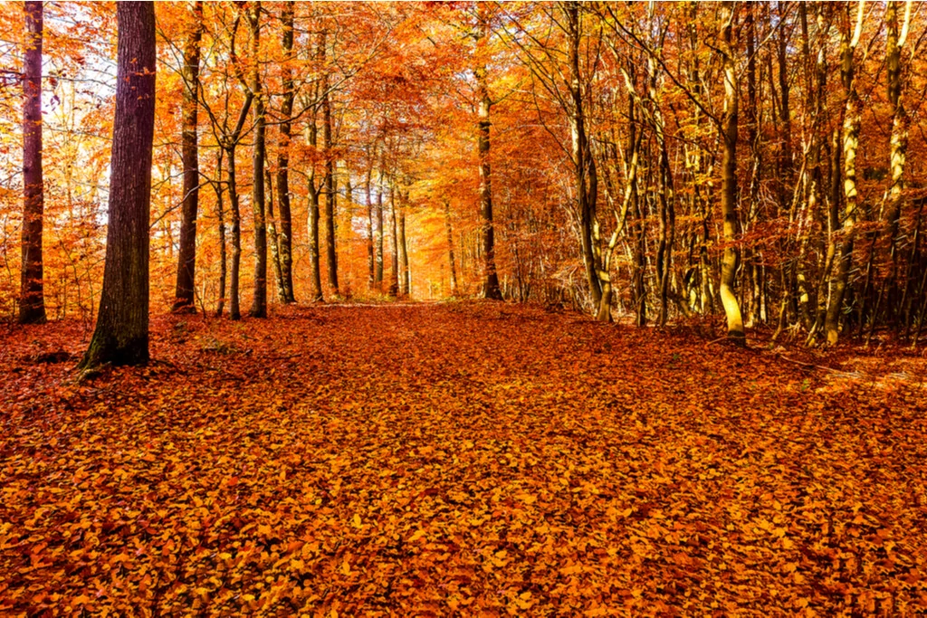 Wald im Herbst mit gefärbten Blättern