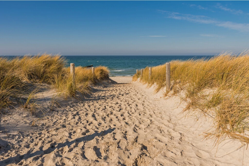 Dünen am Strand in Zingst