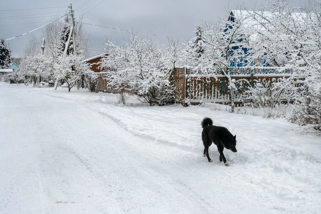 Schwarzer Hund läuft im Schnee