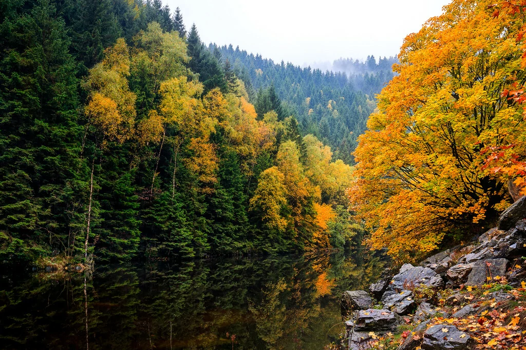 Aussicht auf den Nationalpark Harz im Herbst