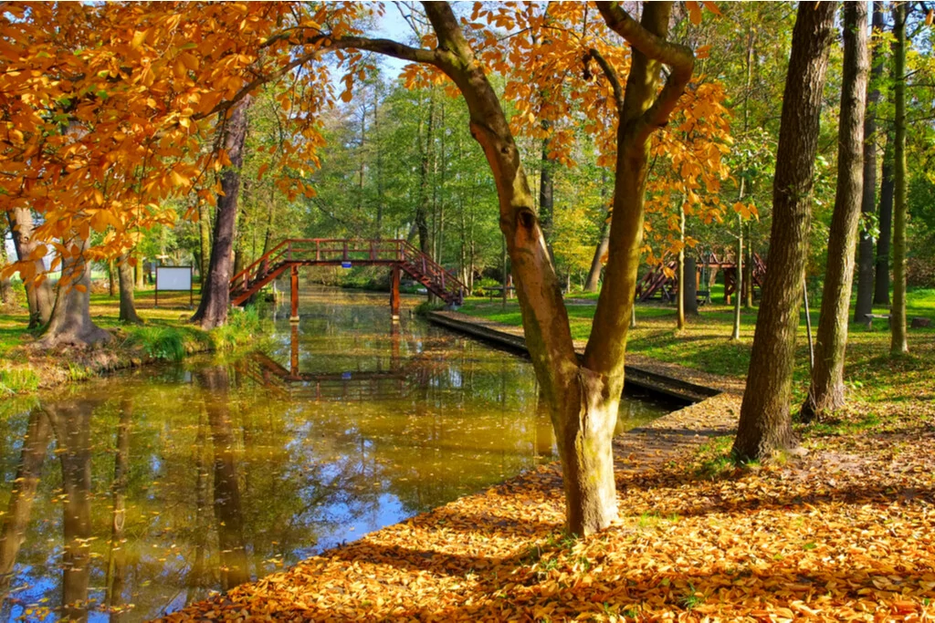 Fluss im Spreewald im Herbst