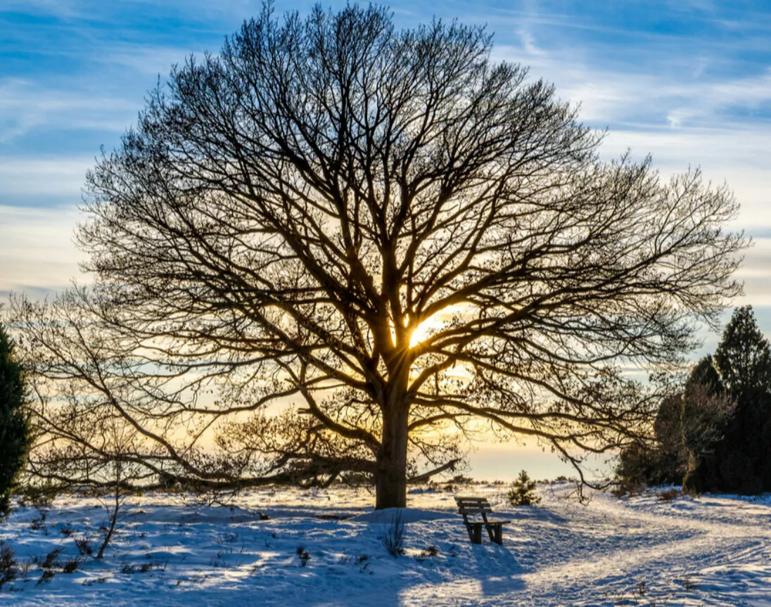 Bank unter einem Baum im Naturpark Lüneburg