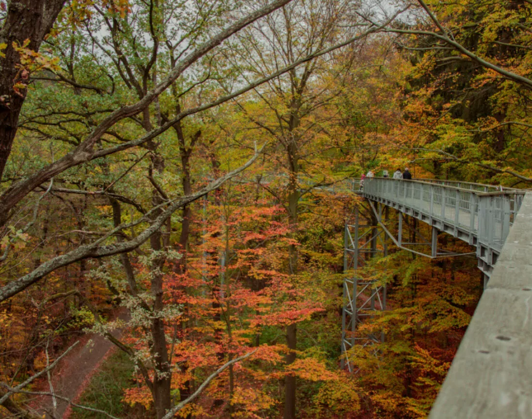 Baumwipfelpfad Harz