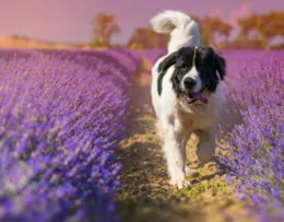Hund im Lavendel-Feld