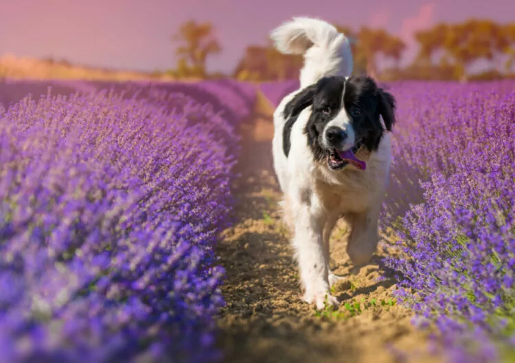 Hund im Lavendel-Feld