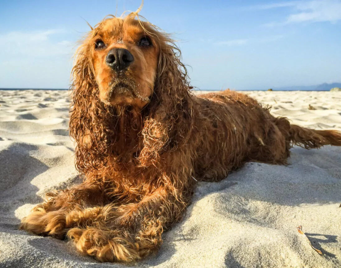 Hund am Strand