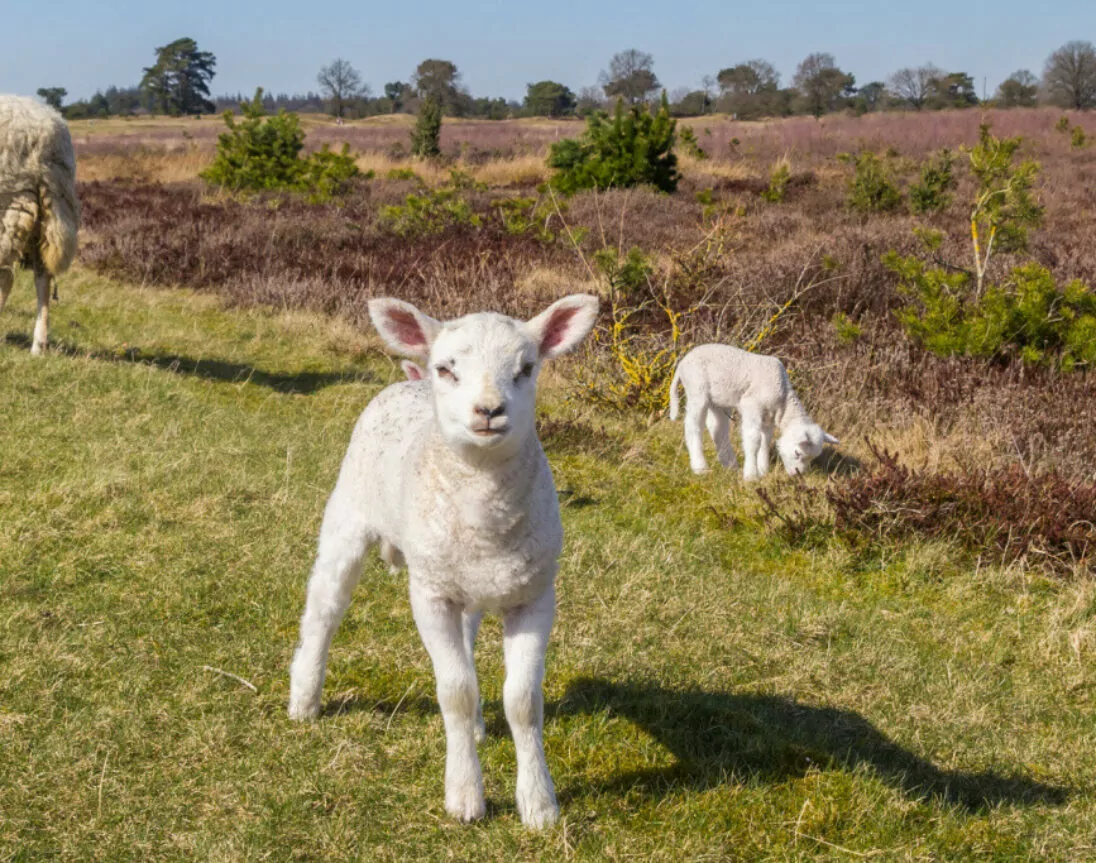 Lamm im Nationalpark Drents-Friese Wold