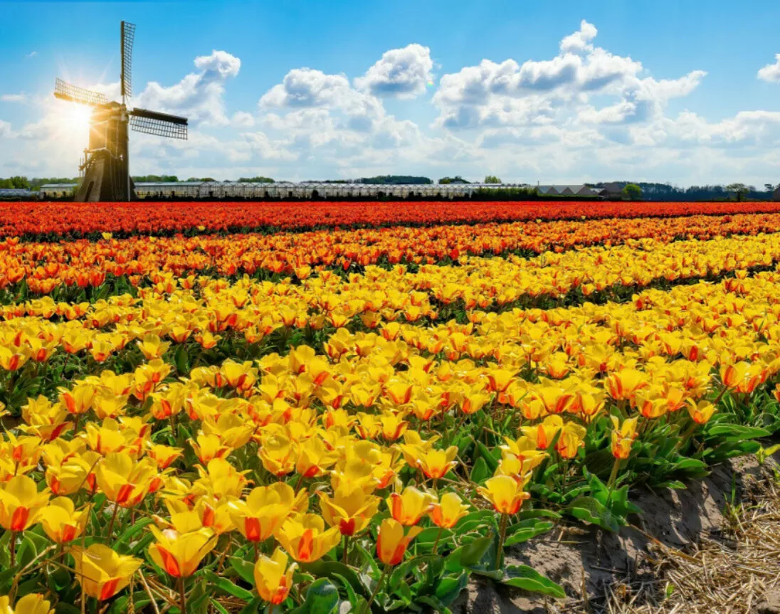 Buntes Tulpenmeer in Holland mit Mühle
