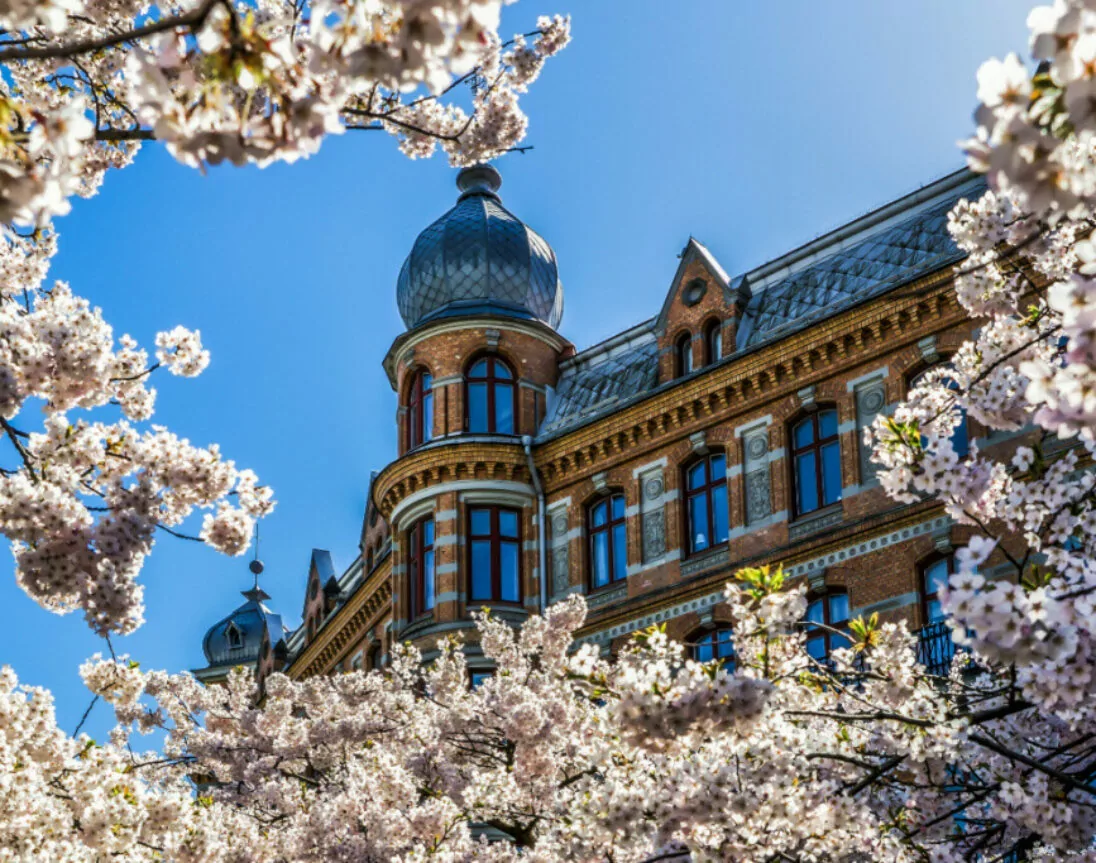 Kirschblüten in Göteborg