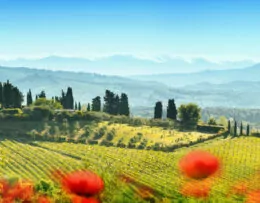 Landschaft in der Toskana mit Mohnblumen