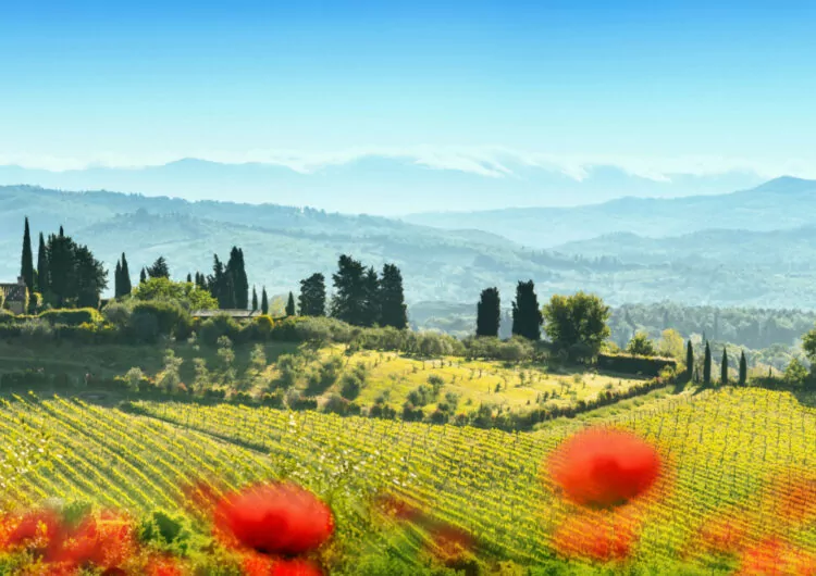 Landschaft in der Toskana mit Mohnblumen