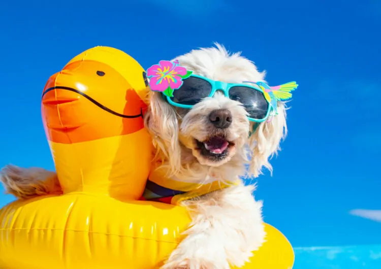 Hund mit Sonnenbrille im Urlaub