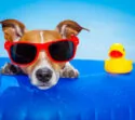 Hund mit Sonnenbrille im Wasser