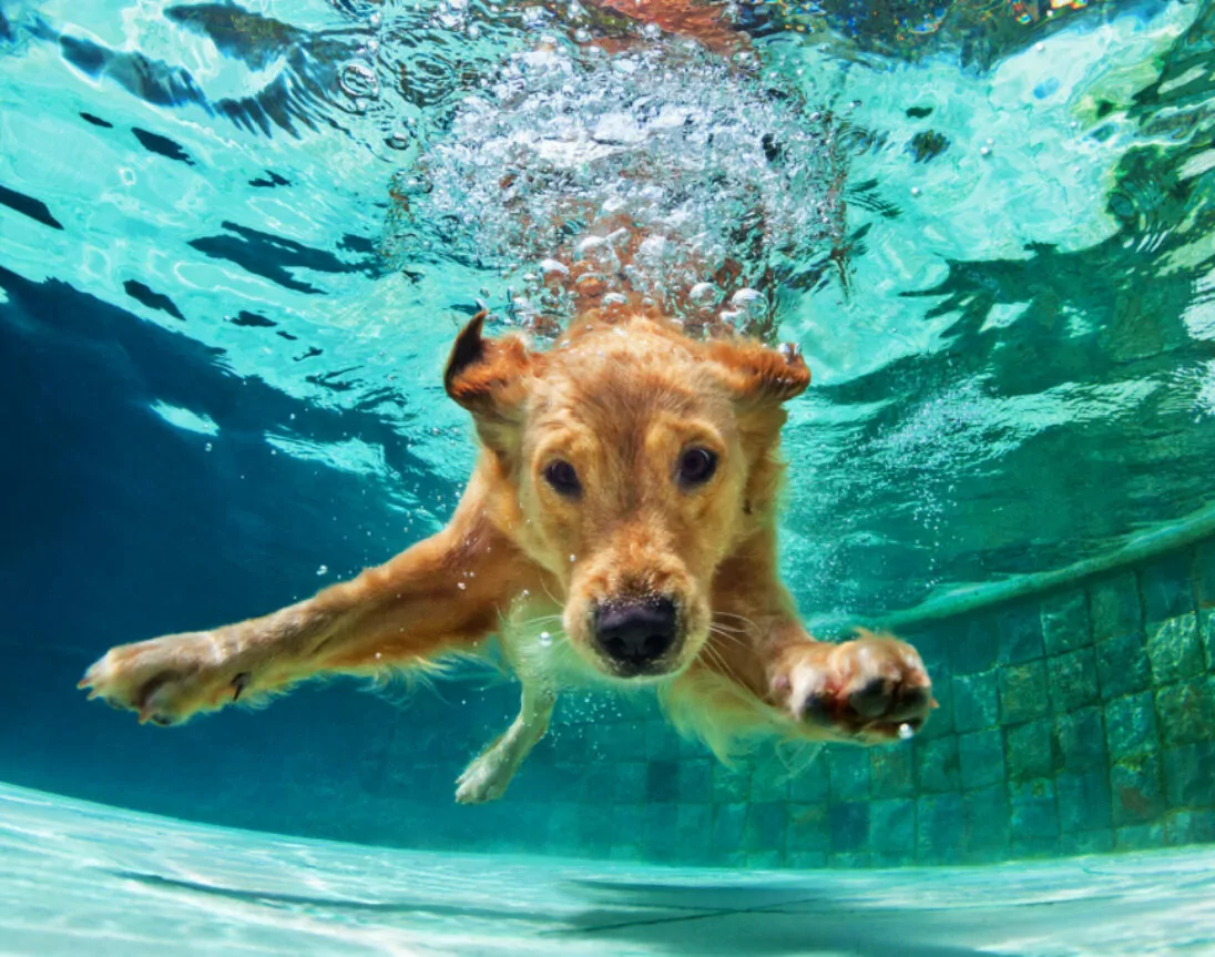 Hund im Pool