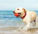 Hund mit Ball im See