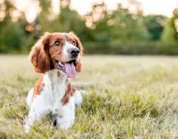 Glücklicher Hund im Urlaub