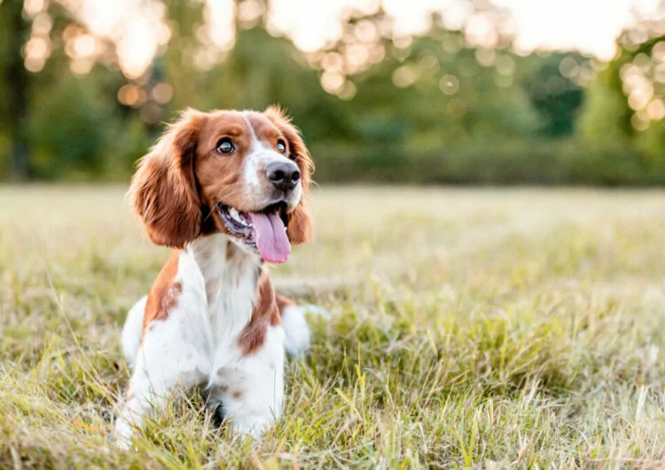 Glücklicher Hund im Urlaub