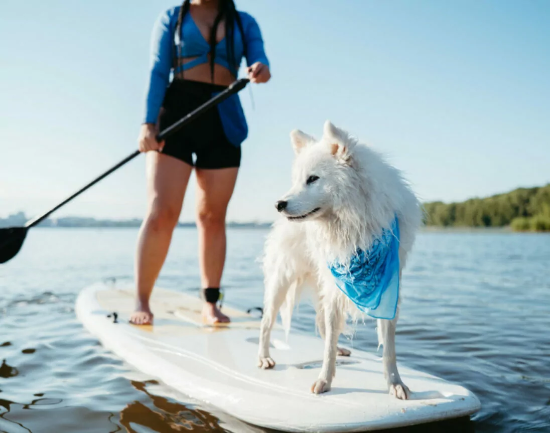 Hund am Stand-Up-Paddle im See