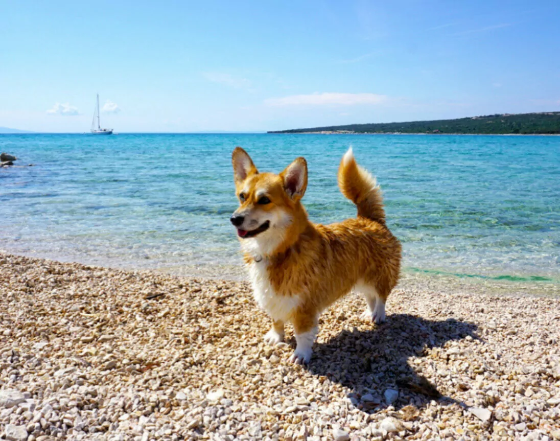 Hund am Strand in Kroatien