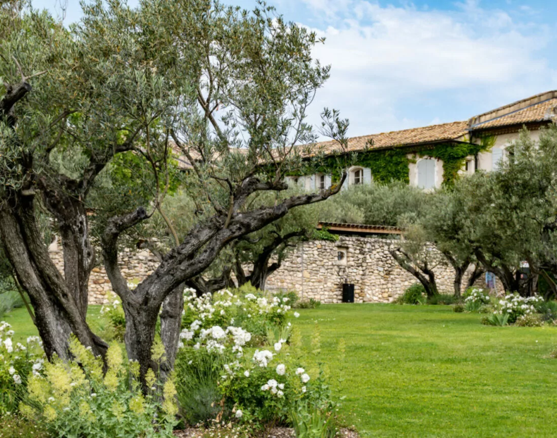 Olivenbäume in der Region Alpilles