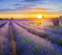 Lavendelfeld Frankreich